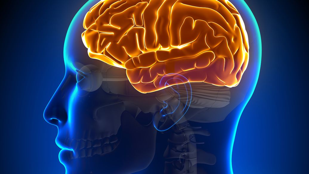  关于大脑的趣味小知识