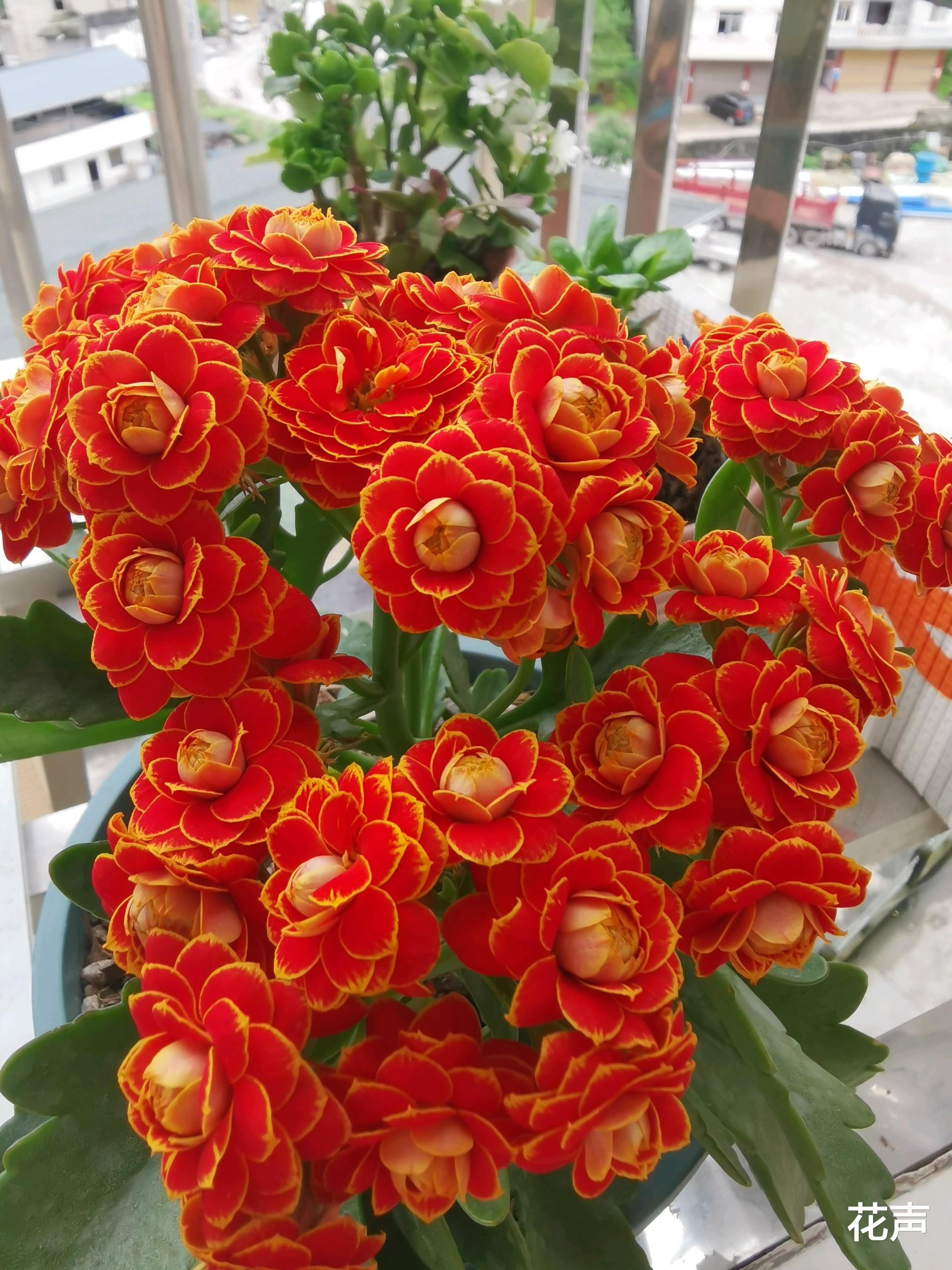 花声 封闭阳台养啥花？这种盆栽花很合适，颜值高，花期长，还很好养