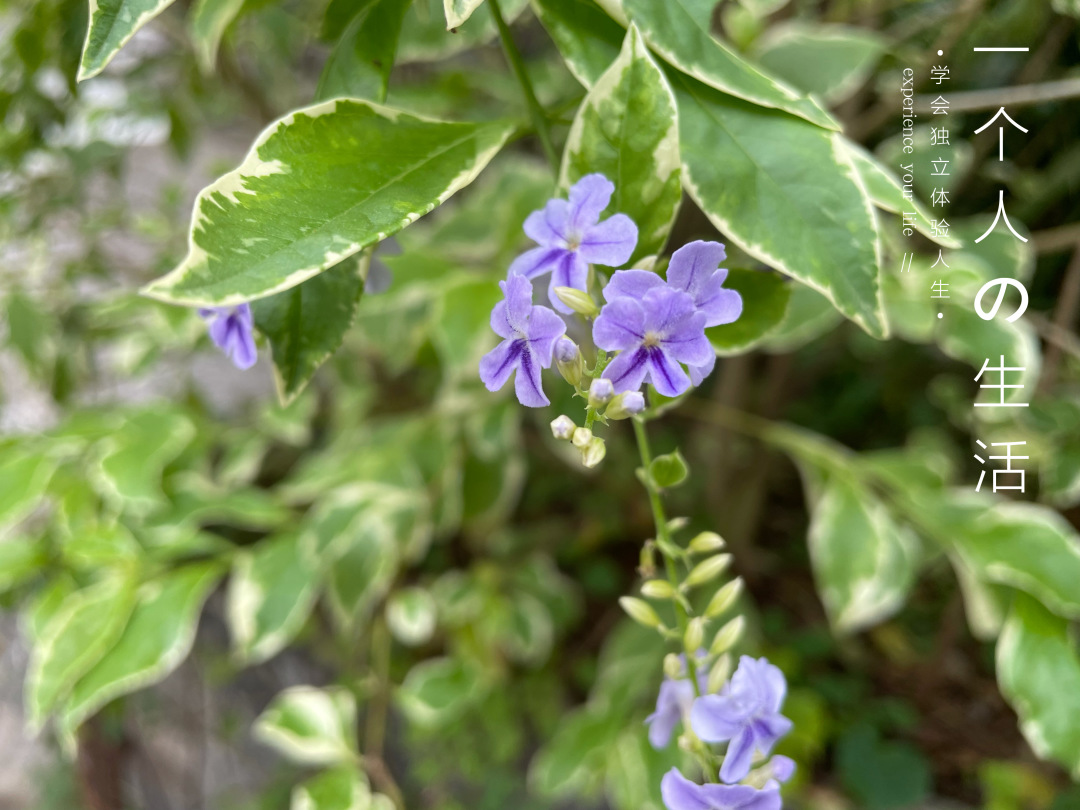 求职|裸辞有风险，但我想放过自己一段时间！！！