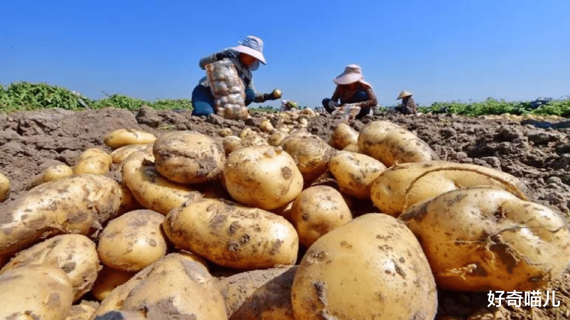 好奇喵儿|千万不要再微波炉里加热这几种食物,加热后的菠菜马铃薯毒性大发!