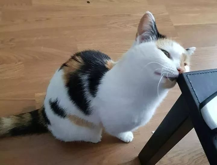 紫侠|中世纪屠猫无数，导致黑死病流行，有何内在原因？