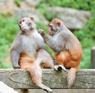 微生物 科学家重大发现：狒狒、猴子、猩猩在未来都有可能发展出语言