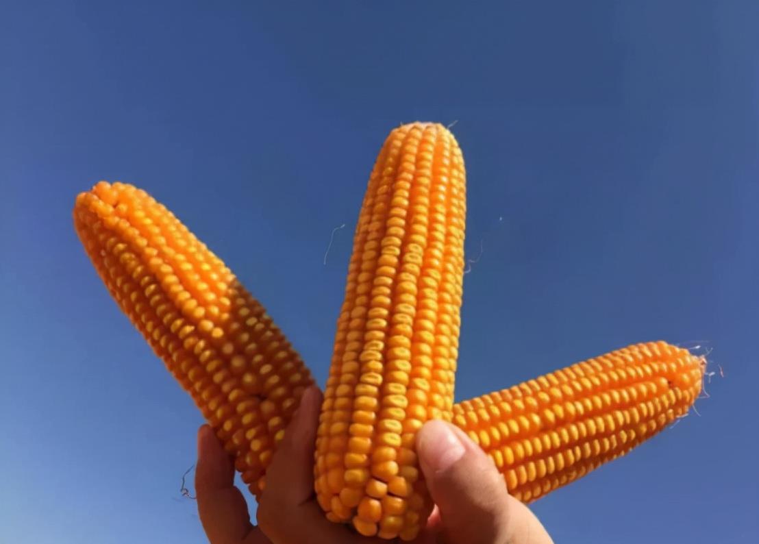 育妈计|粮食补贴落地,今年每亩地补贴将调成这个数,涉及家家户户