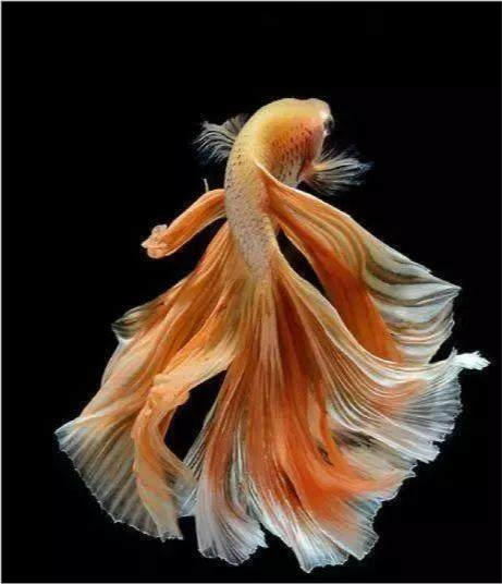 |心理测试：3条鱼，你喜欢哪一条？测试你的职业是受挫还是顺利