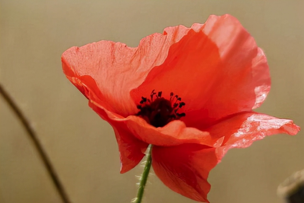 仲念念 老公负债百万，我觉得活不下去了，却被母亲用两句话点醒