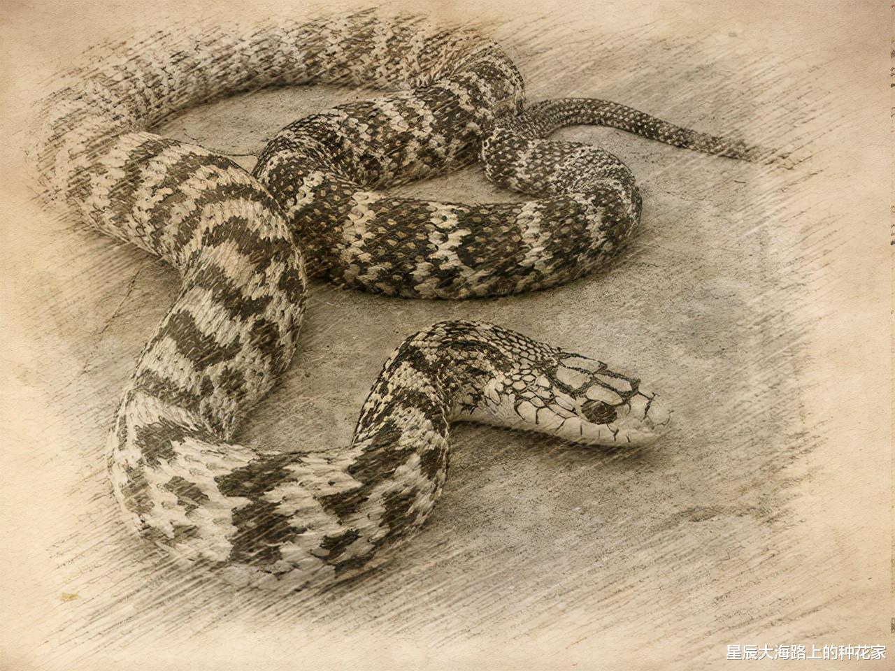 王锦蛇 菜花蛇无毒，为什么它能杀死剧毒五步蛇，还被称为百蛇之王？