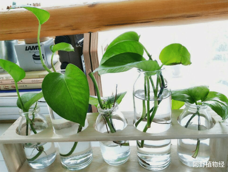 室内适合用水养的18种植物,不用土栽更洁净,方便打理又美观