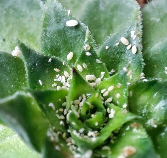 向阳园艺|夏季养花，病虫害最多，在水里加点多菌灵，预防虫害，避免烂根