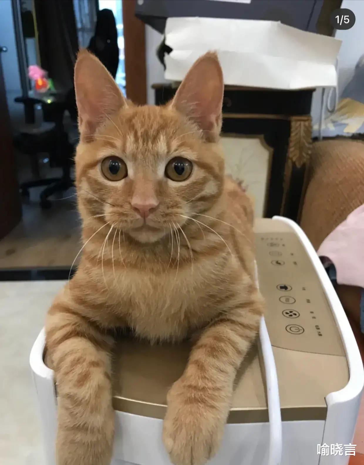 喻晓言 租客搬走了，丢下了猫，现在的人搬家，就不能先安置好毛孩子嘛？