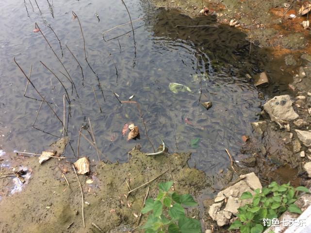 钓鱼七天乐 海南海口,一校园内罗非鱼遭“团灭”!网友:入侵物种死了才好