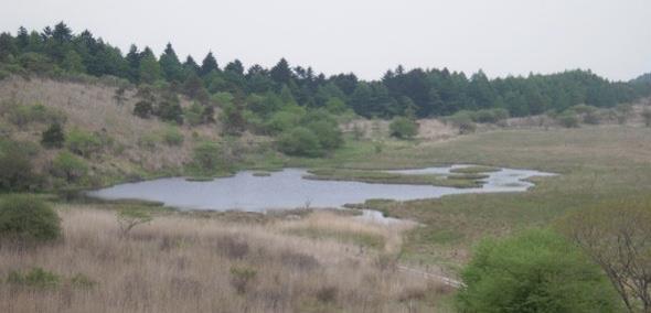 仙女虾 为什么野地里挖个水池，时间一长就有鱼诞生？