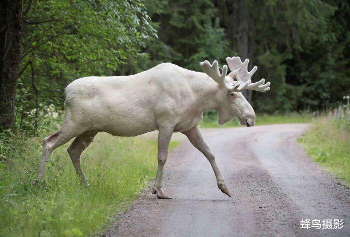 北极 35张罕见的生物照片：图3老鼠是用金丝做的吗？猫都下不去嘴