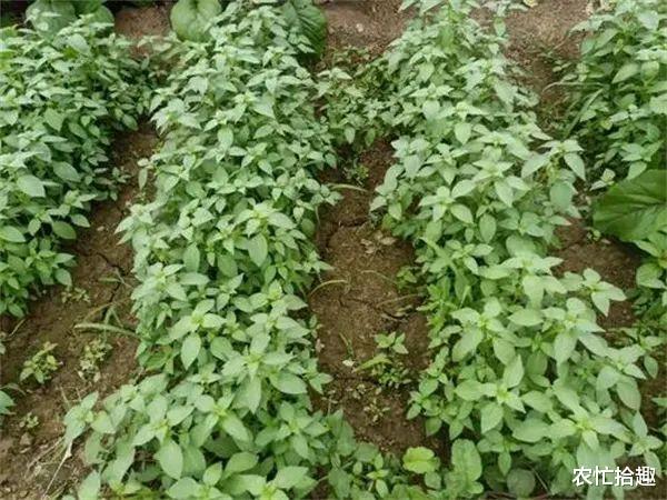 荆芥|被药用1600年，如今却被当蔬菜，冬季一斤20元，比香菜更冲