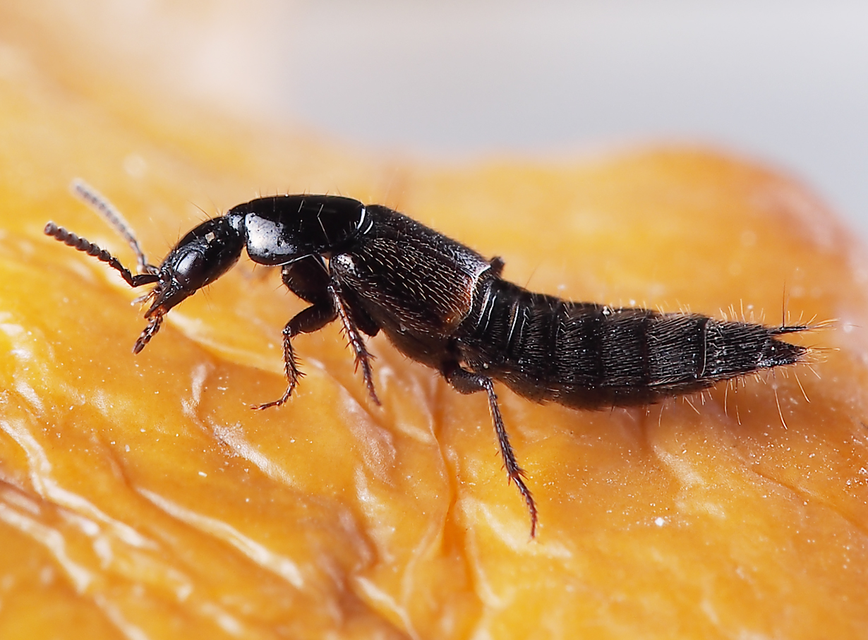 隐翅虫|除了蛇、蚁、蚊，这种昆虫，也是野外钓鱼人的大敌