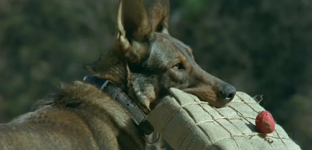 电影|因为一场戏没了一个动物！这5部戏被打差评、遭吐槽，真是不冤