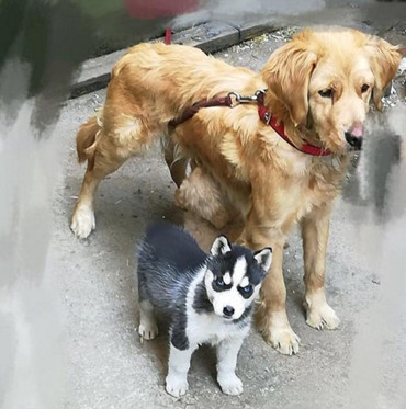 舜网 二哈不吃主人准备的食物，居然偷偷跑去找隔壁的大金毛