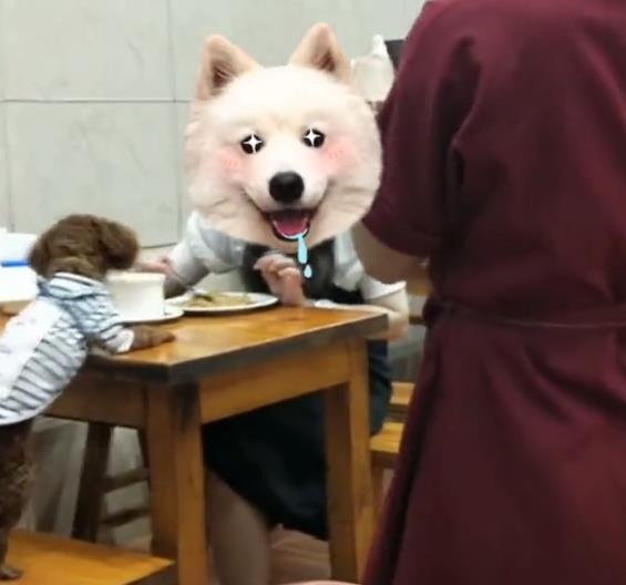  狗狗上餐桌与人同吃，饭店老板懵了，网友：再也不去了