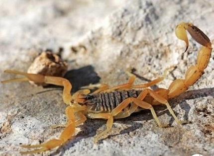 蜘蛛 地球大陆最毒的五种生物