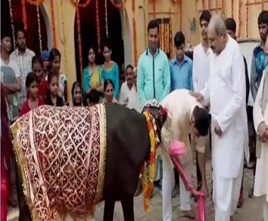 印度|印度男子抛妻弃子，花费17万和母牛结婚，婚后的生活幸福美满