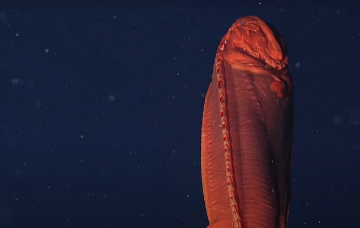 科学家 太平洋深海发现怪鱼,长得像须鲸,一生3变形,科学家已被搞懵