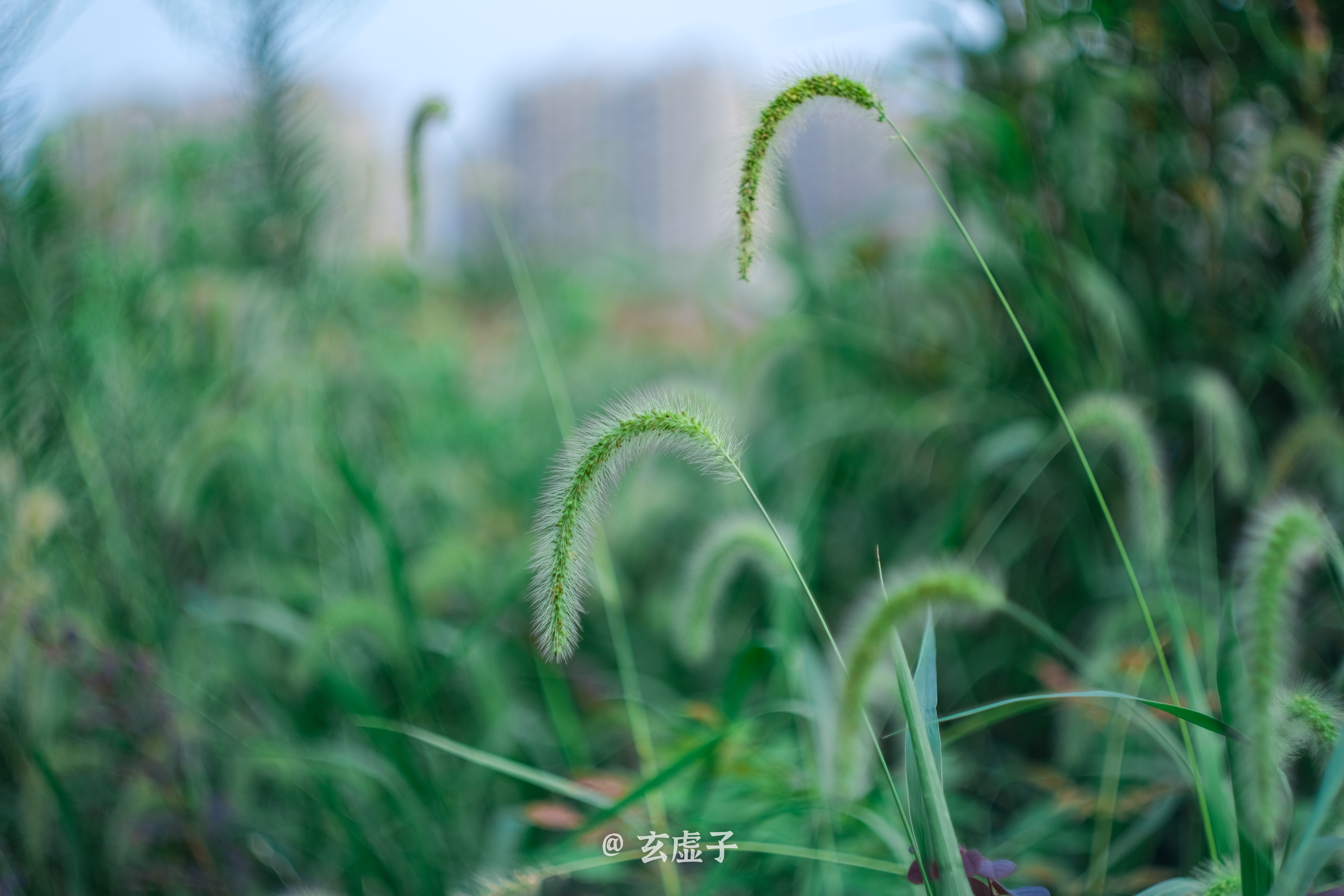 玄虚子说|玄虚子说姓名：一个人的名字到底有多重要？