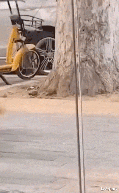 搞笑神回复|神回复:很久没舔喜欢的女生了,今天突然来问我,只能说实话了!