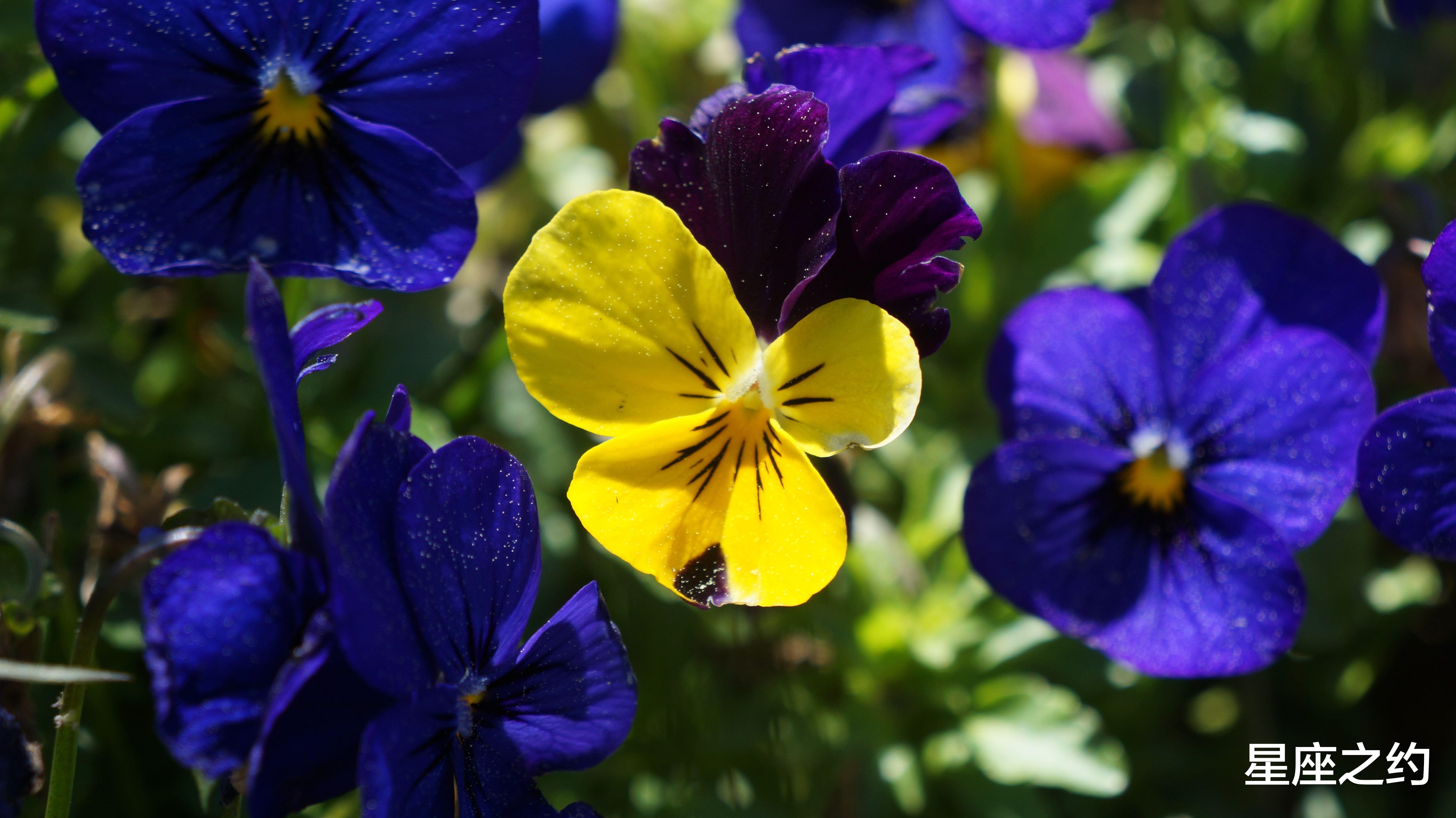 星座运势|2月20日星座运势：双子拼尽全力，天秤实现目标，射手扬长避短