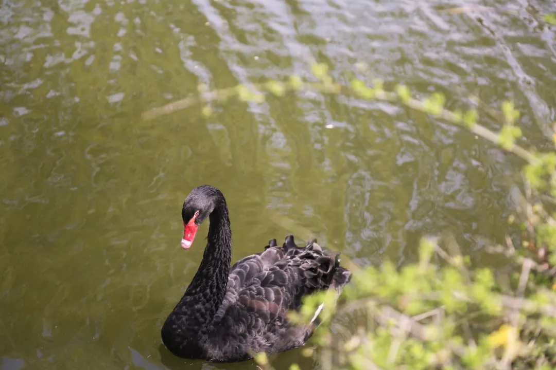 为歌而赞|走！带你去松江大学城看“校花”！