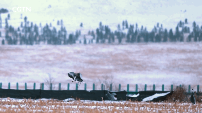 章鱼 一段奇特的“人兽恋”攫取了很多人的眼球