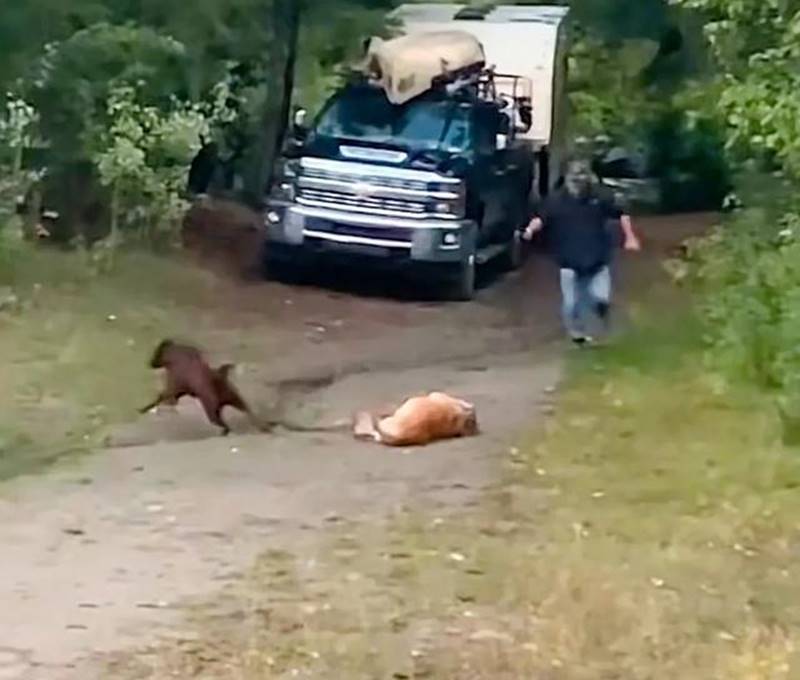 狮子 一个成年男性手持铁棍，能否打得过一只成年雄狮？