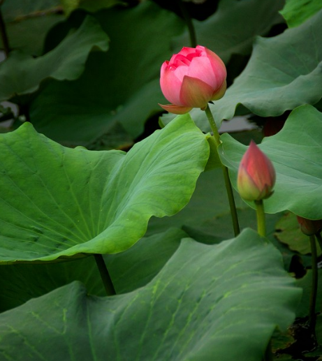 星临天下|9月中旬，吉星进门，4属相苦尽甘来，喜事不断，生活甜美