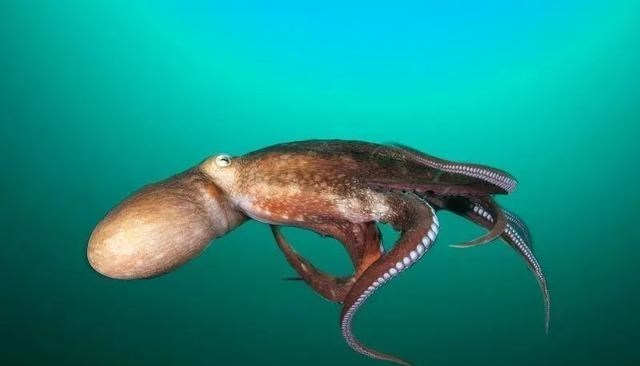 纳米 章鱼有9个大脑,还能自己“编辑”基因,为何没发展出新的文明?