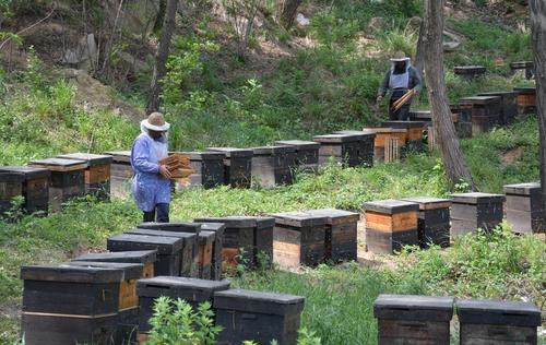 温故淮史 14000吨蜜糖泄露，人像蜘蛛一样被黏成琥珀，21人被封印成了糖人