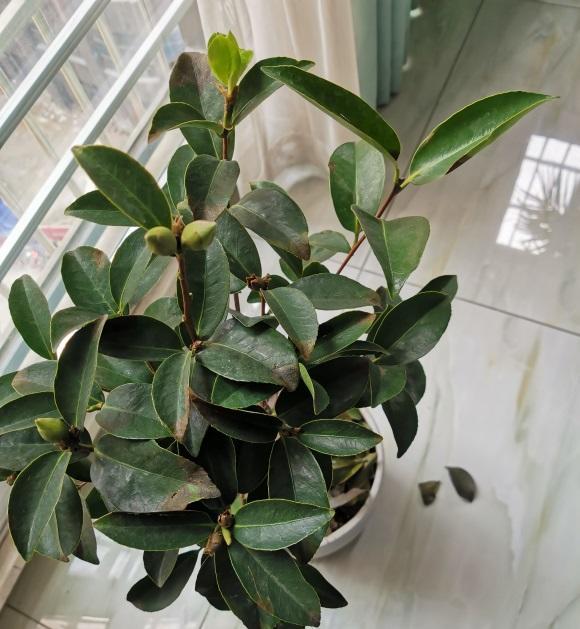 向阳园艺 新买的山茶花，买回家就掉叶子，养好山茶花，“这些”要做好