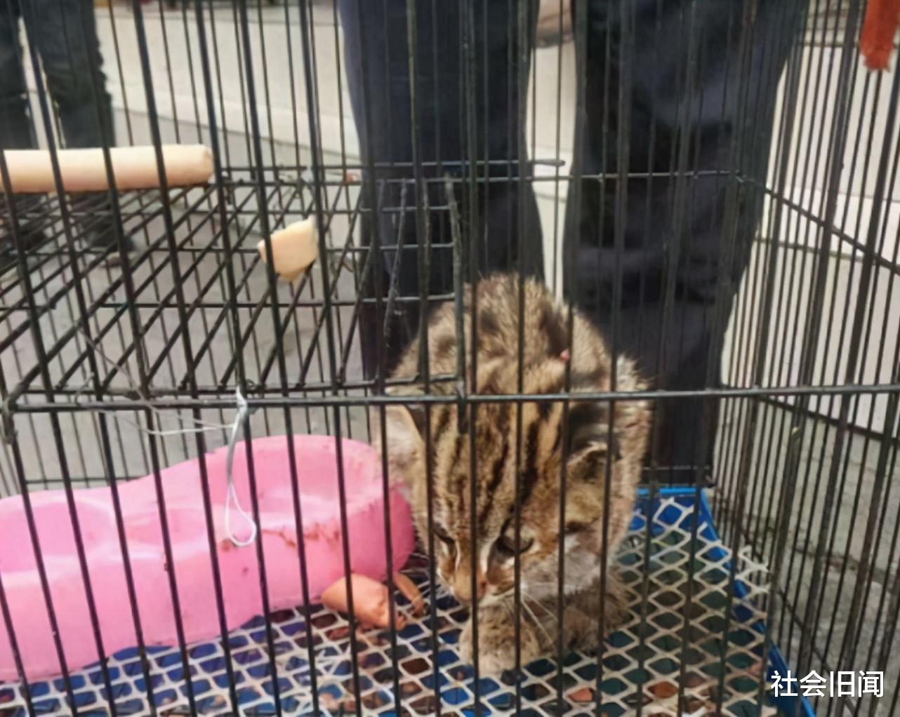 豹猫偷吃村民17只鹅,被抓到却只能放生,那么村民的损失该谁来赔?
