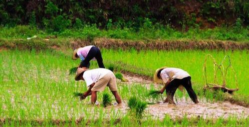 冰点点 废除多年的“农业税”又开征了?是传言还是可信,农民想知道答案