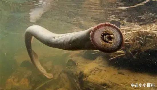 二氧化碳 七鳃鳗，被人称作“吸血鬼魔鬼鱼”它也是最像鱼类的动物！