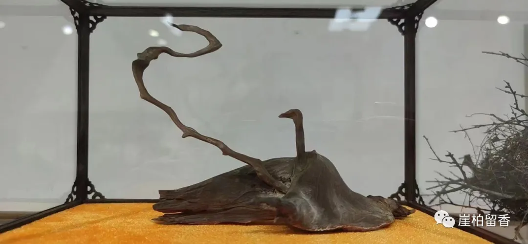 于田|这样的太行崖柏哪里有呢?