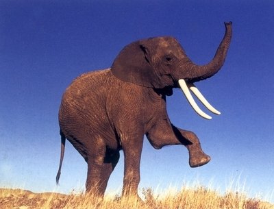 大象 大象身上的肉这么多，为什么人类不饲养大象来吃肉？