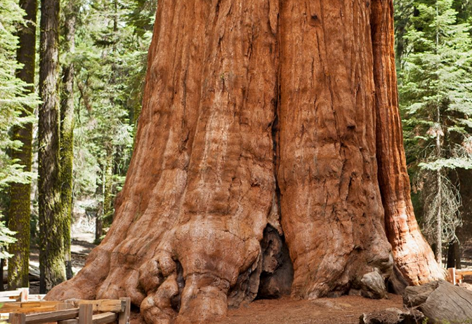 旅行者 连蓝鲸都要臣服的生物有多强？活了600年，还是族群里年龄最小的