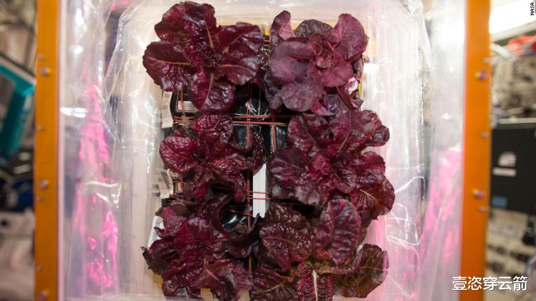 宇航员 宇航员嫌弃太空食品单调,想来点重口味,首次尝试在太空种植辣椒