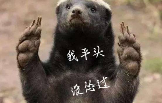 中国版“平头哥”!黄喉貂在武夷山出没,能猎杀野猪,有多厉害?