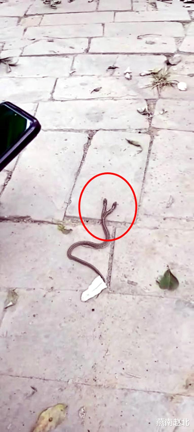 医院 保定一地现两头蛇，往哪走两个头各有主张