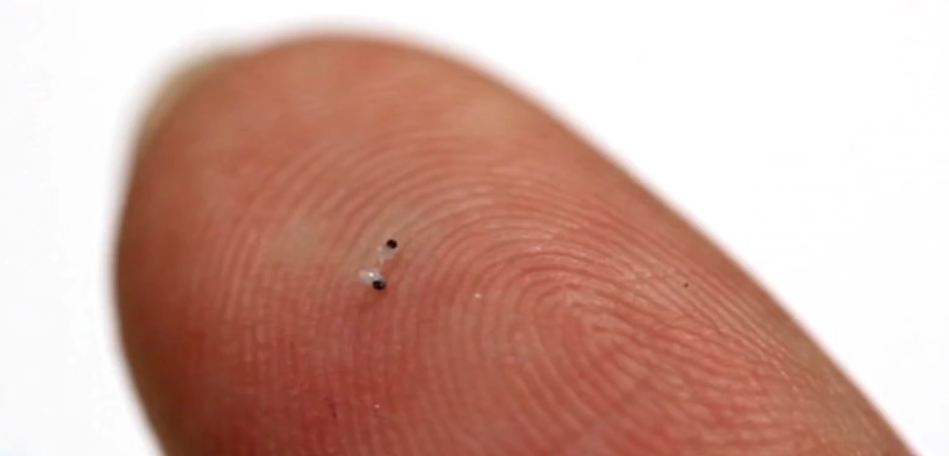 昆虫 有趣的微型机器人（一）