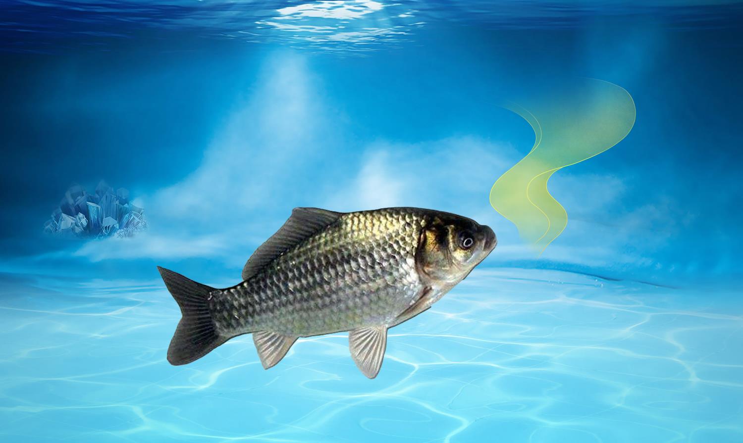 心理学神奇小小说 哪些气味最能吸引鲫鱼？钓鲫鱼饵料味型的调配技巧