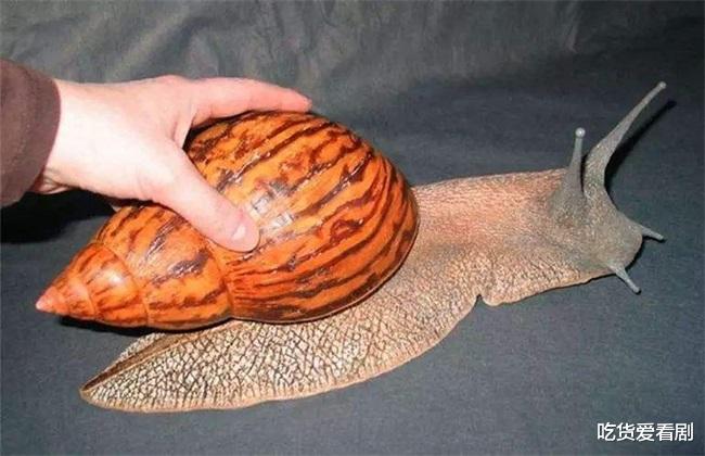 火星 雨后的蜗牛