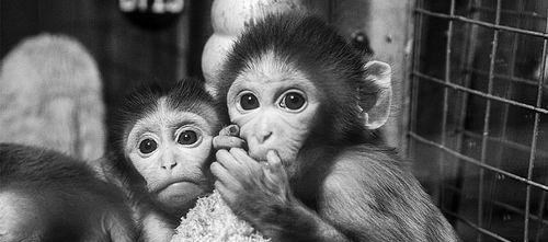 基因 “克隆”如今很少被提及，多莉的一生便能解释原因，太可怜了