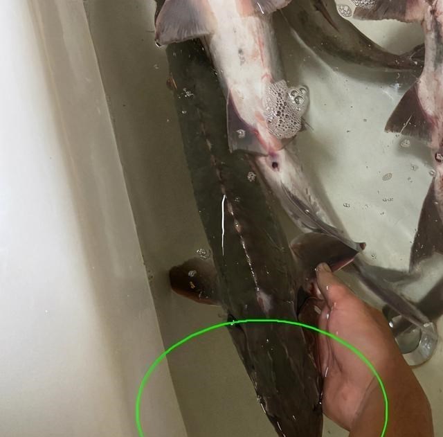 中华鲟|四川男子水塘钓起“尖嘴鱼”，担心是中华鲟，网友：放心吃