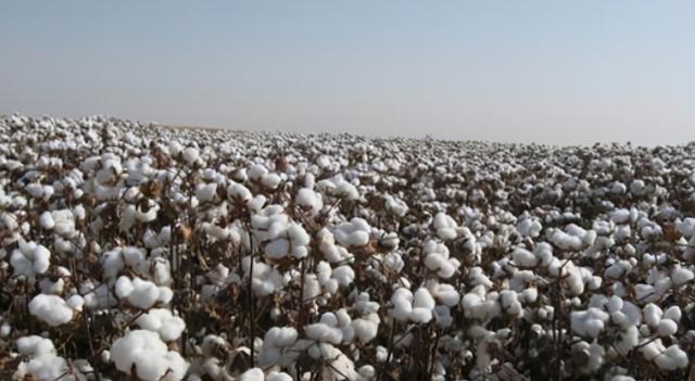 三大股指 新疆棉遭抵制，我国90％采棉机市场也被美国垄断