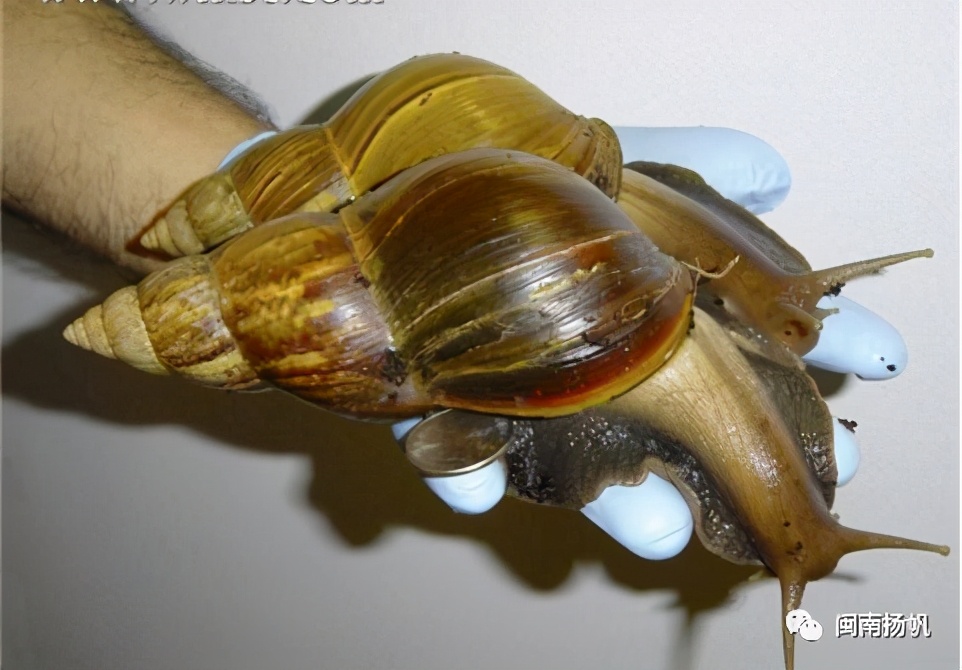 闽南扬帆 他们,拯救生态灾难于未发生之际